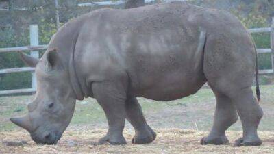 В сафари Рамат-Гана внезапно умер носорог, названный в честь президента Израиля - vesty.co.il - Израиль - Гана - Президент