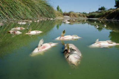 Массовая гибель рыб в устье реки, впадающей в Кинерет: в воде обнаружены опасные пестициды - news.israelinfo.co.il - Израиль