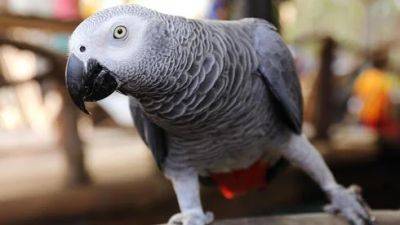 Супруги чуть не развелись из-за говорящего попугая: что он сболтнул - vesty.co.il - Израиль - Иерусалим
