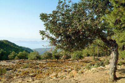 В Иерусалиме выкапывают оливковые деревья и кипарисы, чтобы освободить место для канатной дороги - cursorinfo.co.il - Израиль - Иерусалим