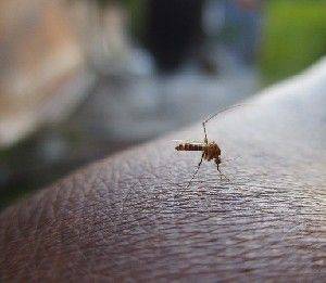 В Израиле нашли опасных насекомых - isra.com - Израиль
