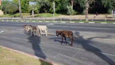 Видео: четыре ишака остановили движение на Сдерот Роках в Тель-Авиве - vesty.co.il - Израиль - Россия - Тель-Авив