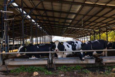 Сколько молока дают коровы и сколько молочных продуктов потребляют израильтяне? - news.israelinfo.co.il - Израиль