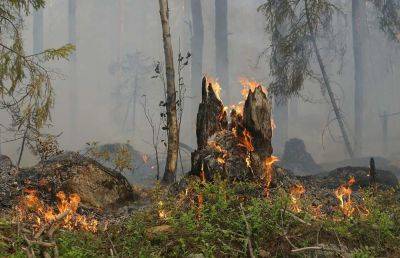 Эяль Каспи - На юге Израиля бушуют лесные пожары — загорелись машины туристов - cursorinfo.co.il - Израиль