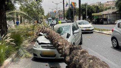 Буря в Израиле: дерево рухнуло на машину, женщина спаслась чудом - vesty.co.il - Израиль