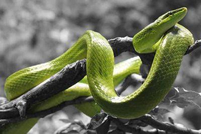 Начался сезон укусов змей и скорпионов — израильтянам дали важные указания - cursorinfo.co.il - Израиль - Jerusalem