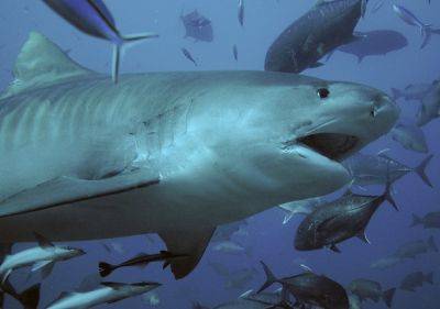 Опасное соседство: на северном побережье Эйлата видели тигровую акулу - 9tv.co.il - Израиль - Египет - Эйлат