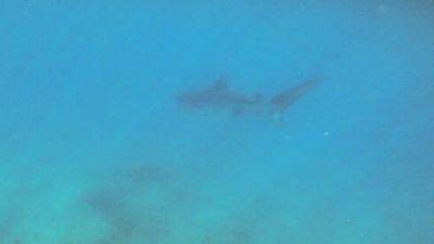Видео: недалеко от пляжей Эйлата заметили акулу-убйицу - vesty.co.il - Израиль - Видео
