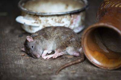 Жители центра жалуются на нашествие крыс — покусаны еще два ребенка - cursorinfo.co.il - Израиль - Гана