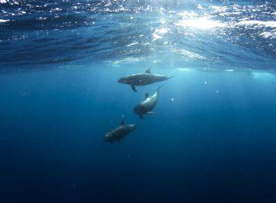 На побережье Хадеры выбросило труп дельфиненка — эксперты рассказали, что с ним произошло - cursorinfo.co.il - Израиль