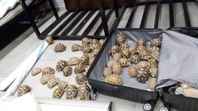 Израильтянин задержан в Мадагаскаре при попытке контрабанды 59 редких черепах - vesty.co.il - Израиль - Таиланд - Эфиопия - Бангкок - Мадагаскар