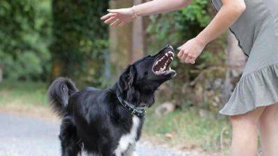 Укусила собака: что делать и как получить компенсацию - vesty.co.il - Израиль