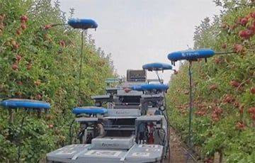В Израиле на ферме яблоки собирает робот - charter97.org - Israel