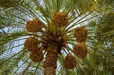 В Израиле ученые воссоздали финиковую пальму из семян, которым 2 тысячи лет - видео - apostrophe.ua - Израиль - Украина