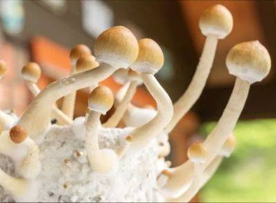 Австралия первой в мире легализовала "экстази" и "волшебные" грибы для лечения психического здоровья - unn.com.ua - Украина - Австралия - Киев