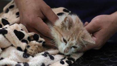 Внезапная болезнь уносит жизни кошек - vesty.co.il - Израиль - Кипр