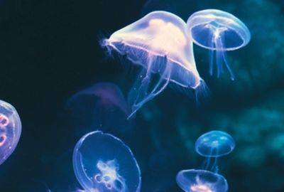 Крупная популяция медуз пришла к берегам Израиля - nashe.orbita.co.il - Израиль