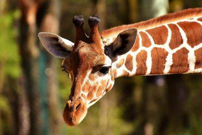 В иерусалимском зоопарке родился редкой породы жирафенок - cursorinfo.co.il - Израиль - Иерусалим