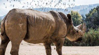 В Израиле умер носорог Шалом, родившийся в день заключения мира Израиля с Египтом - vesty.co.il - Израиль - Иерусалим - Египет