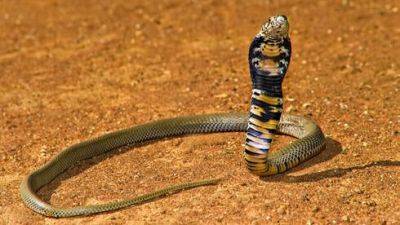 Что делать при укусе змеи в Израиле - vesty.co.il - Израиль
