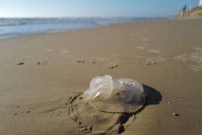 Удача лета: в этом году на побережье Израиля мало медуз - news.israelinfo.co.il - Израиль