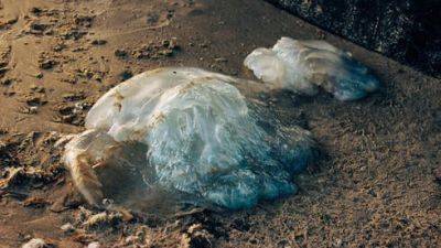 Медузы в этом году не приплыли к берегам Израиля - vesty.co.il - Израиль