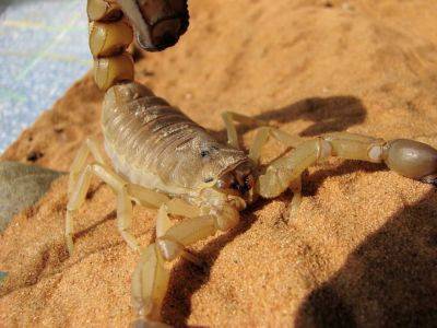 В Израиле резко увеличилось количество атак скорпионов на детей - cursorinfo.co.il - Израиль