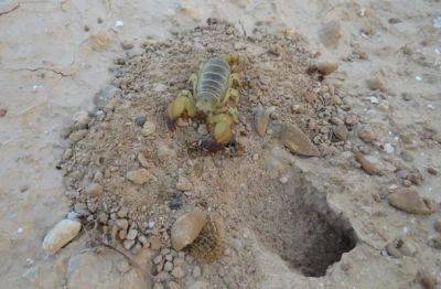 За последнюю неделю трое детей пострадали от укусов черных скорпионов - nashe.orbita.co.il - Израиль