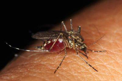 В Израиле обнаружили комаров, переносящих вирус лихорадки Западного Нила – что нужно знать гражданам - cursorinfo.co.il - Израиль - Западного