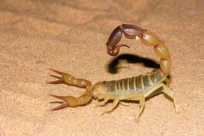 В Израиле активизировались желтые скорпионы. Как защититься от укуса - vesty.co.il - Израиль