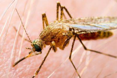 В центре Израиля обнаружены комары, зараженные лихорадкой Западного Нила - news.israelinfo.co.il - Израиль - Западного