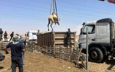 Семь бедуинов арестованы за организацию верблюжьих бегов на стрелковом полигоне ЦАХАЛ - nashe.orbita.co.il - Израиль