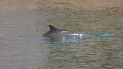 Редкий гость: через 2 года горбатый дельфин вернулся к берегам Эйлата - vesty.co.il - Израиль