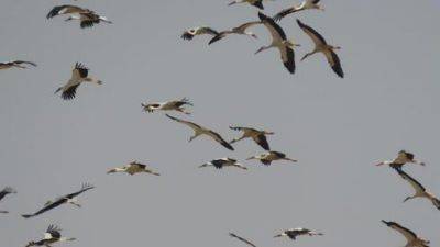 Как наблюдать за перелетными птицами в Израиле: полная информация - vesty.co.il - Израиль