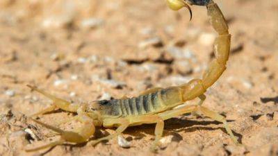 В третий раз за неделю: скорпион ужалил ребенка на юге Израиля - vesty.co.il - Израиль
