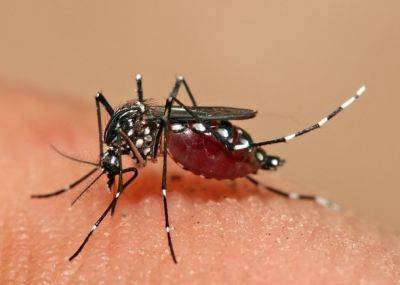 Житель Кохав-Яир завез в Израиль вирус лихорадки денге - nashe.orbita.co.il - Израиль - Мексика