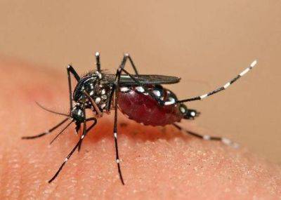 Житель Кохав-Яир завез в Израиль вирус лихорадки денге - koronavirus.center - Израиль - Мексика
