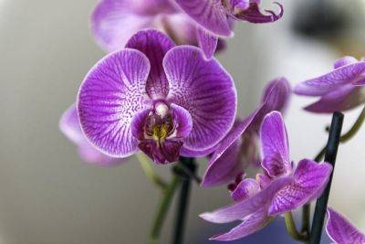 В Израиль пытались ввезти сотни орхидей, зараженных опасным вирусом - cursorinfo.co.il - Израиль