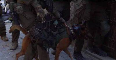 Собаки ЦАХАЛа помогают солдатам в Газе - mignews.net - район Джабалии