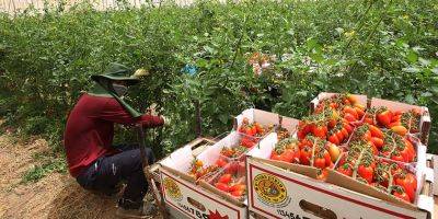Фермеры требуют вернуть палестинцев на работу в Израиле - nep.detaly.co.il - Израиль