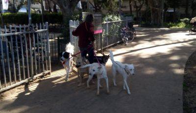 Давид Битан - Теперь раз в два года: в Израиле облегчили жизнь владельцам собак - 9tv.co.il - Израиль