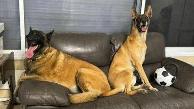 Две собаки погибшего 7-го октября израильтянина просят нового хозяина не разлучать их - vesty.co.il - Израиль - Бат-Яма - Хамас