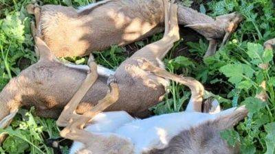 7 оленей найдены мертвыми в округе Отеф-Аза - vesty.co.il - Израиль