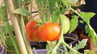 В Израиле вырастили помидоры, которые растут без воды - vesty.co.il - Израиль - Тель-Авив