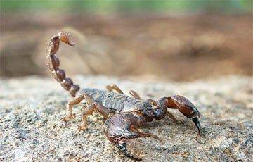 Ученые: Крошечные «скорпионы» используют «такси», чтобы путешествовать - charter97.org - Иерусалим - Белоруссия