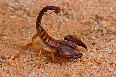 Ученые обнаружили способность скорпионов нести других скорпионов – фото - apostrophe.ua - Израиль - Иерусалим - Сирия - Украина - Jerusalem - Иордания