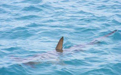 ОАЭ выпустили детенышей акул у побережья Дубая - mignews.net - Эмираты