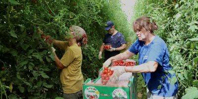 А вы помните, что когда-то Израиль экспортировал помидоры? - nep.detaly.co.il - Израиль