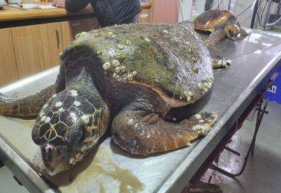 На пляж Ашдода выбросило редкую морскую черепаху - mignews.net