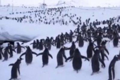 Ученые бьют тревогу: смертоносный птичий грипп добрался до пингвинов - mignews.net - Антарктида